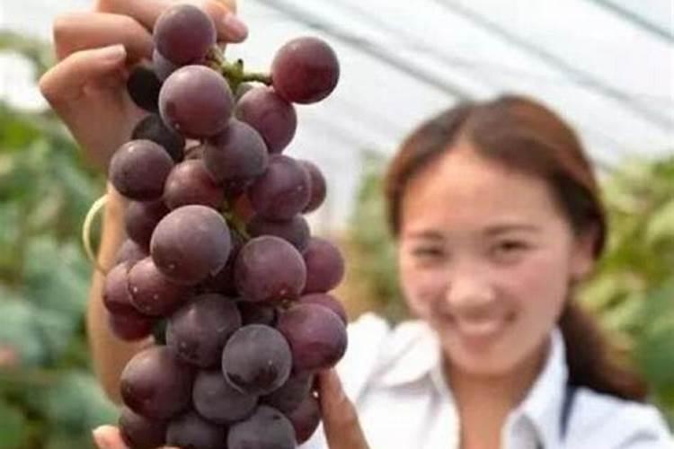 冷棚种植玫瑰香葡萄的种植及管理技术及视频