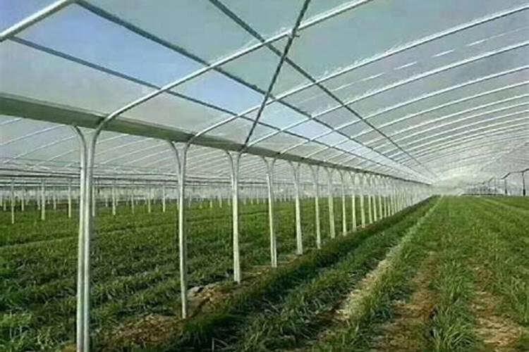 如何判断大棚葡萄成熟