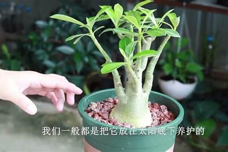沙漠玫瑰怎么浇水和施肥