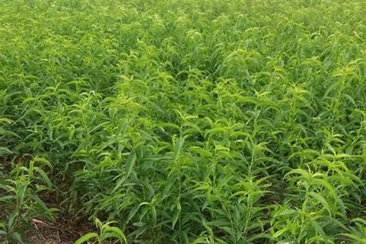 芸苔素在桃树花前喷施什么时间好？