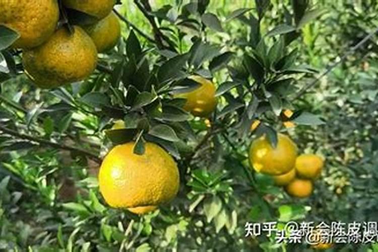 水溶肥给果树上的时候什么时候好