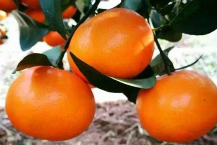 兰花什么时候施肥最好,兰花施肥用什么肥最好(氮磷钾肥)