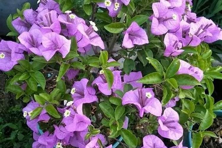 三角梅看到花苞后的施肥方法