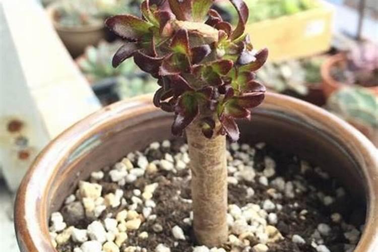 多肉浇叶面肥可以吗？