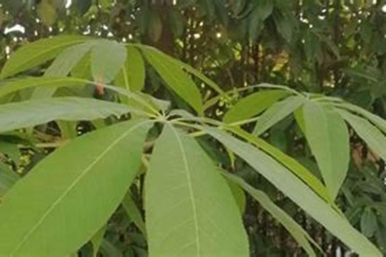 七叶树施肥方法