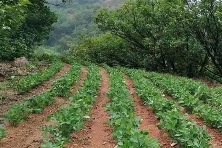 花生苗期喷施什么叶面肥