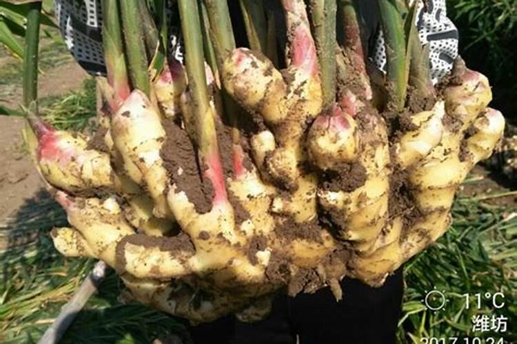 种菜用什么有机肥料最好