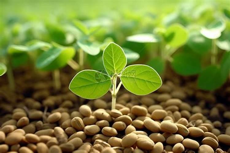 西红柿开花后怎么管理 番茄开花了怎么管理