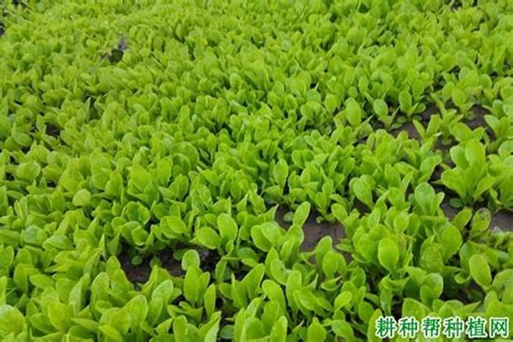 龙芽菜到底是什么菜