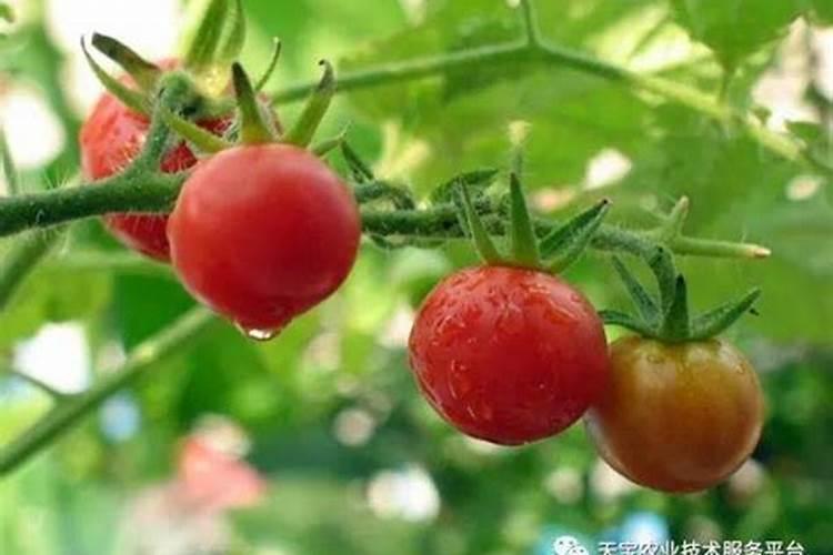 棠梨树移栽时间和方法