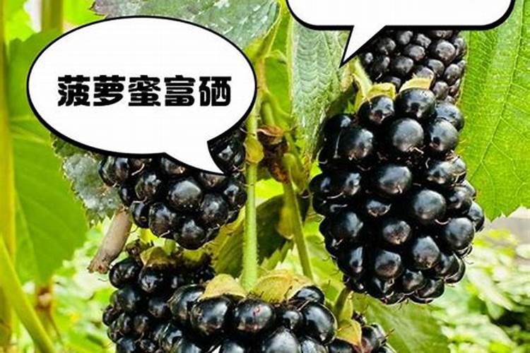 牛粪可以做肥料吗