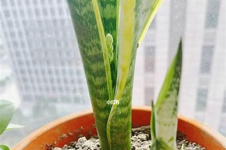 虎皮兰怎么换土,换土换盆时间和方法