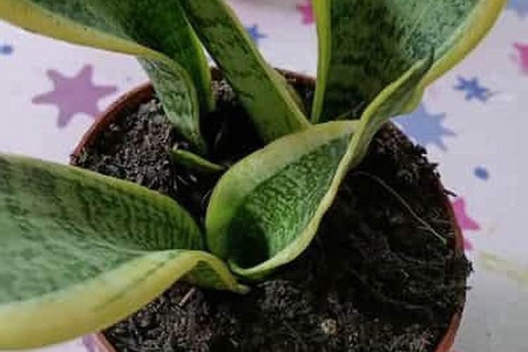家里的虎皮兰怎么不见长