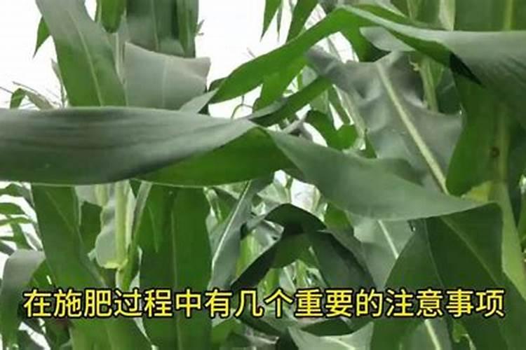 高产玉米化肥配方,怎样施肥效果好