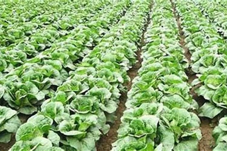 白菜施什么肥好