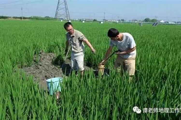 石榴树用什么肥料最好
