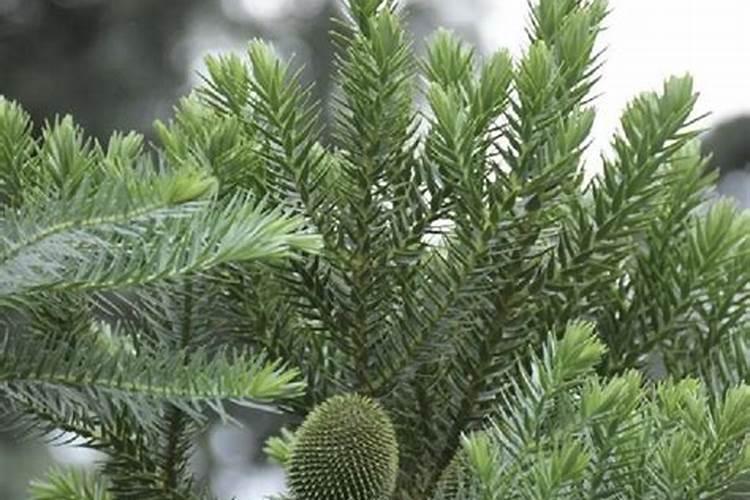 盆栽植物的种类有哪些？