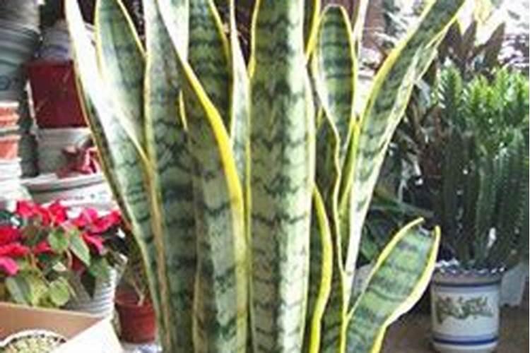 生根液怎样正确使用方法