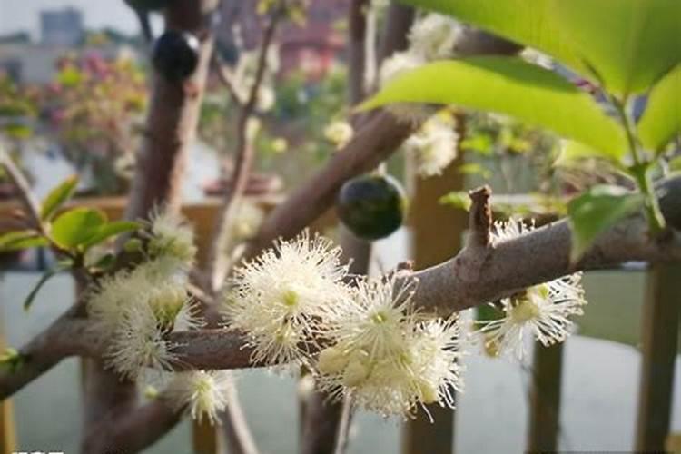 嘉宝果发芽前喷多效唑能促花宝果吗？