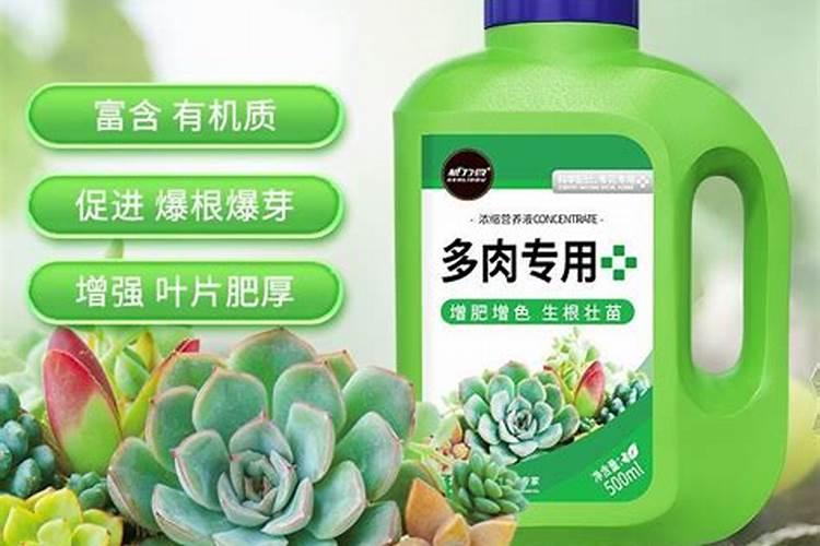 多肉施肥用什么肥料长得壮