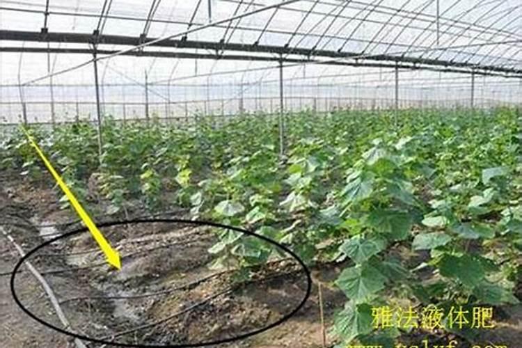 磷肥缺磷症状