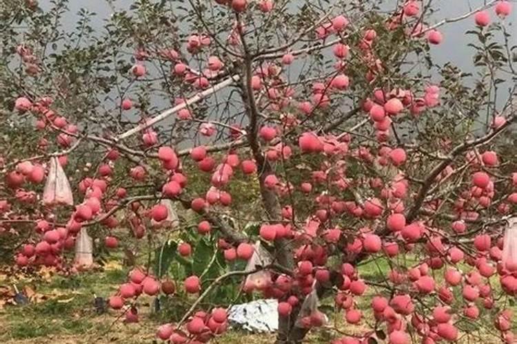 不计划挂果的柑橘幼树抢先开了花,如何应对小树开花现象？