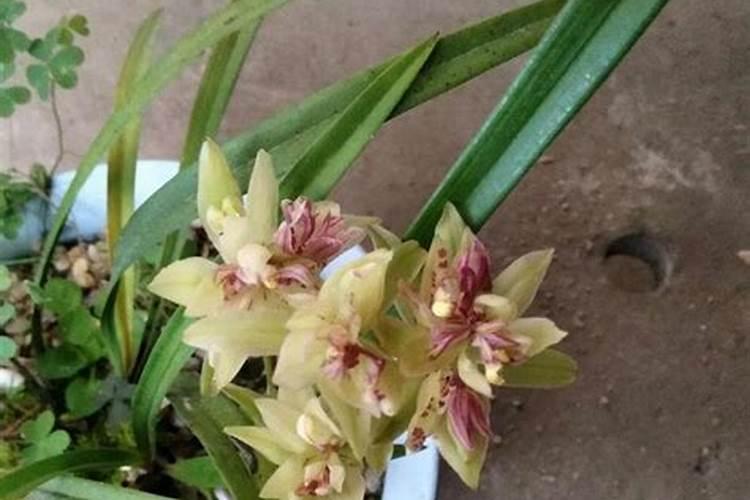 腐植酸有什么作用？腐植酸肥料的使用标准是什么？