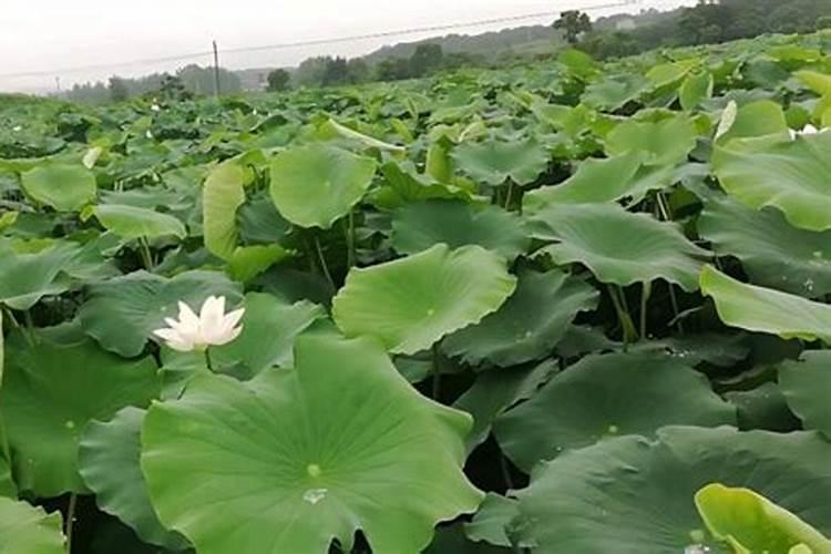 莲藕施什么肥最好