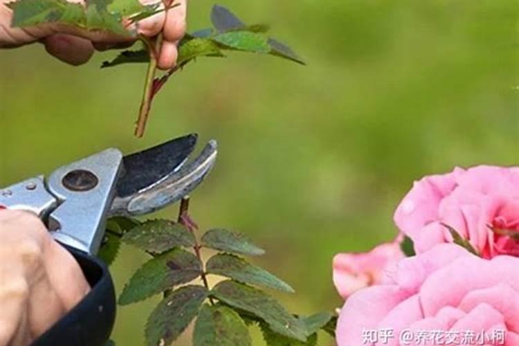 常见海边小螃蟹品种