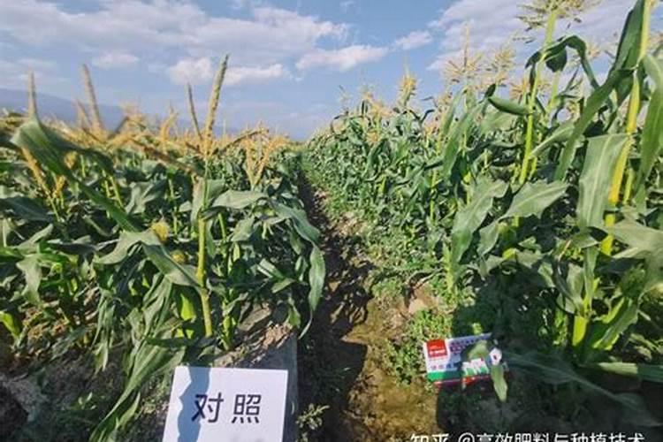 玉米喷叶面肥会增产吗 什么时候喷施效果好