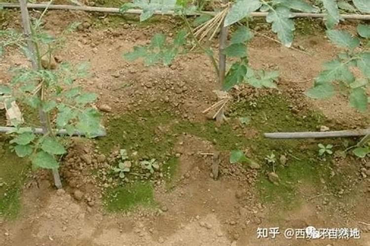 钾肥是什么肥料 植物缺少钾肥会怎么样