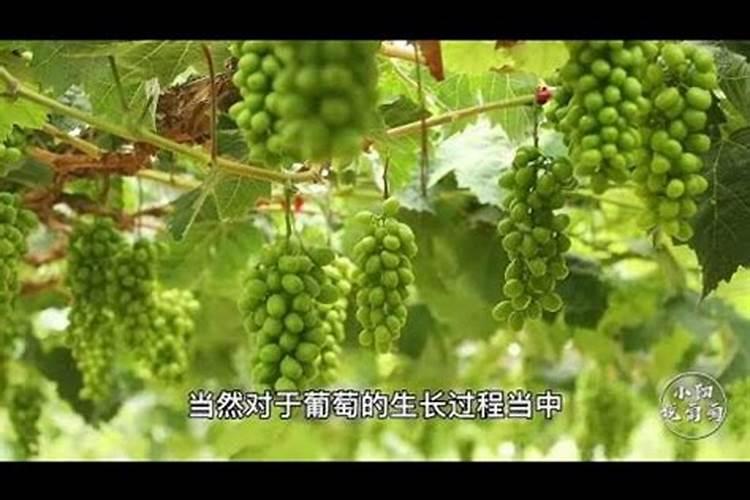 夏玉米如何巧施肥