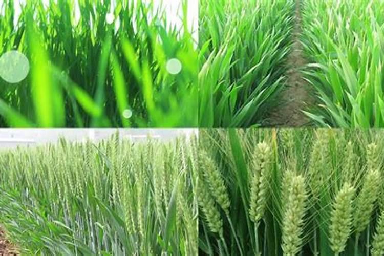 小麦齐穗防治用什么药好
