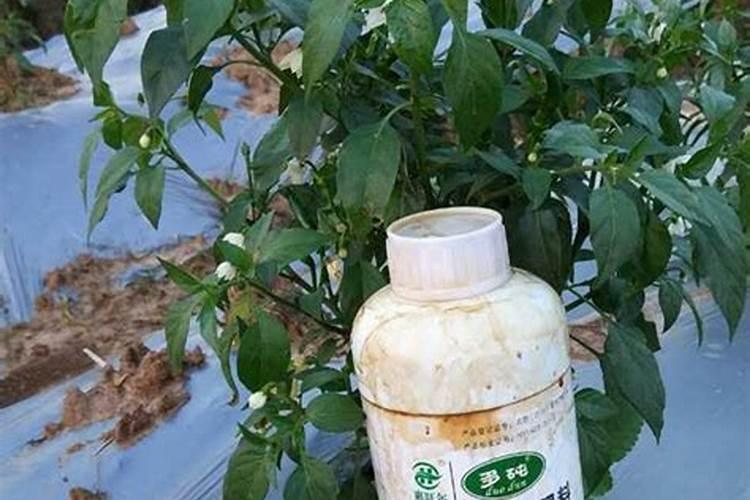 水溶肥知名品牌有哪些？