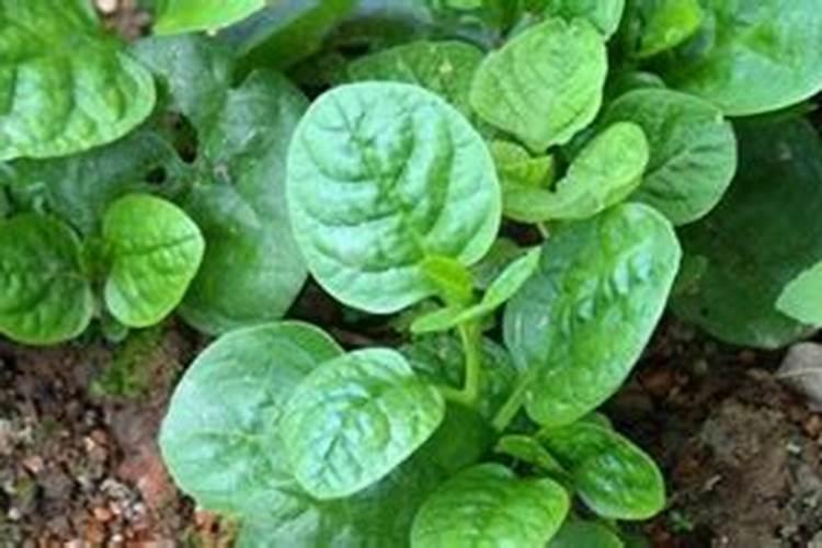 木耳菜怎么种才能高产