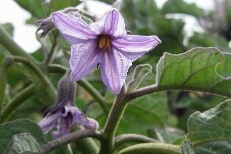 茄子施肥的正确方法