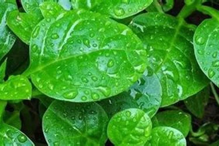 木耳菜怎么样种植高产？种植木耳菜的人多吗？