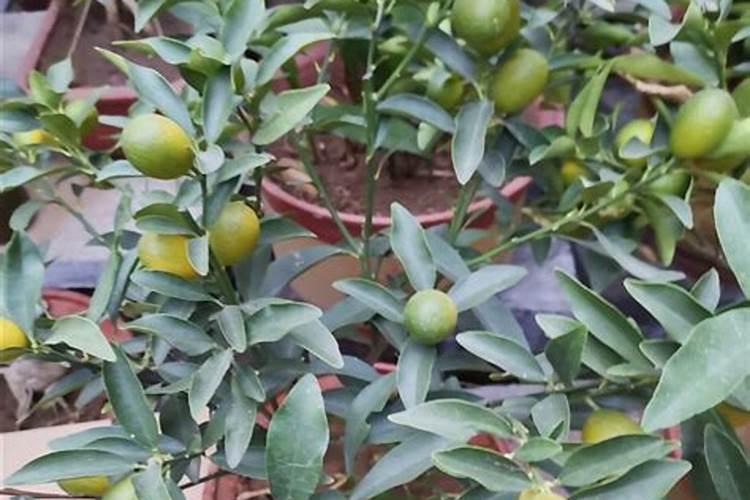 菠菜喜欢什么肥料 菠菜最喜欢什么肥料