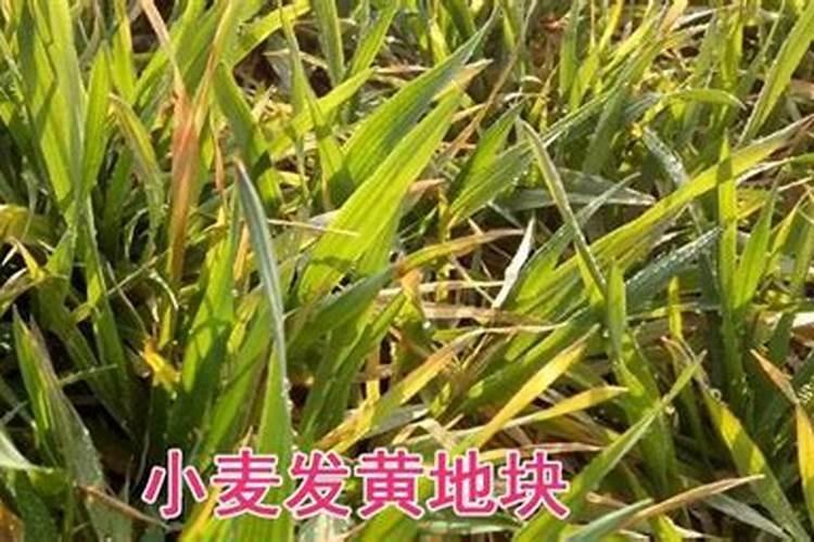 叶色发黄用什么肥