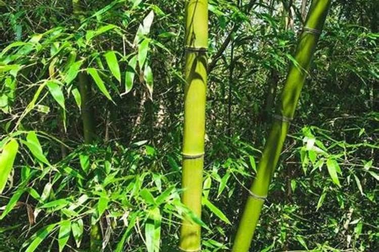 种植毛竹应该如何施肥？需要注意什么？