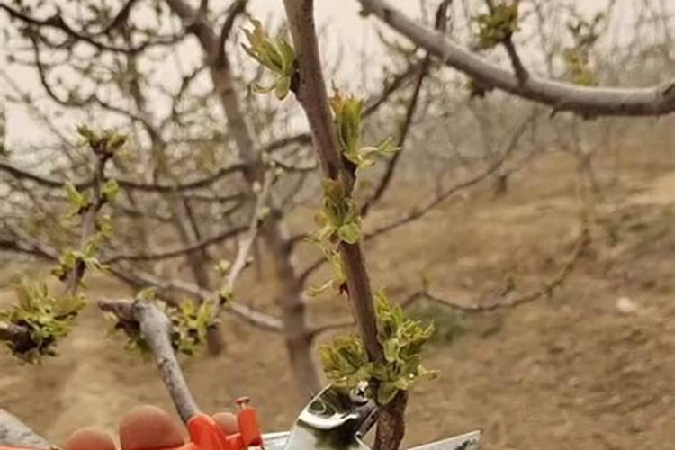 樱桃打什么叶面肥长的快？樱桃什么肥可以果实膨大？