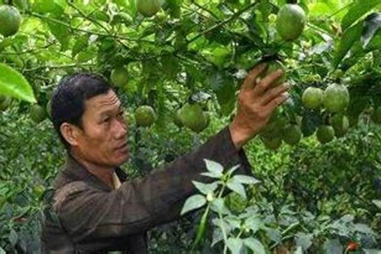 百香果如何施肥？