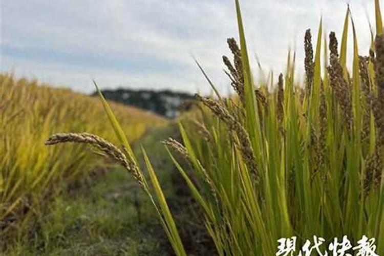 水稻秧苗什么时候施首次肥比较好？
