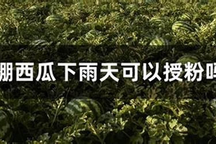 露天西瓜坐果后丝多少斤肥合理？