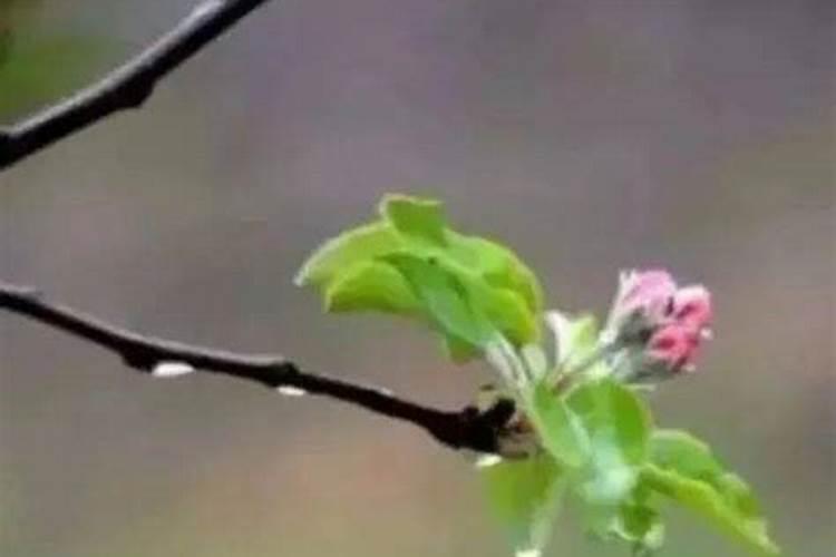 胶东地区苹果(富士)病虫害防治历