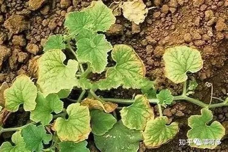 叶片发黄是缺什么肥料