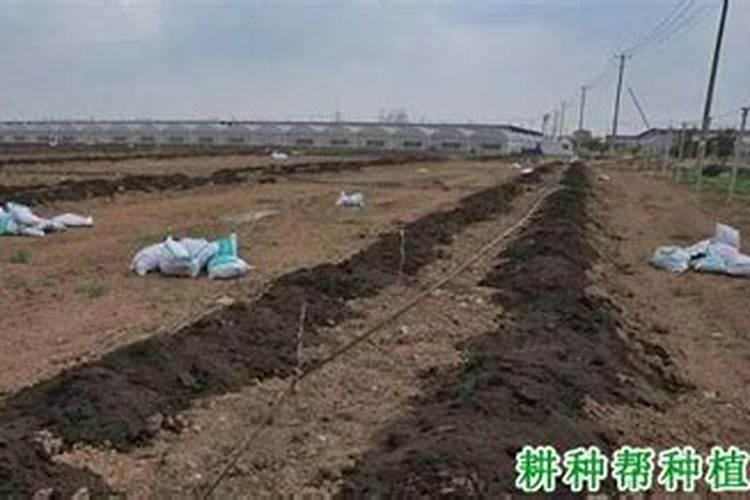 黄瓜不同生长期如何施肥