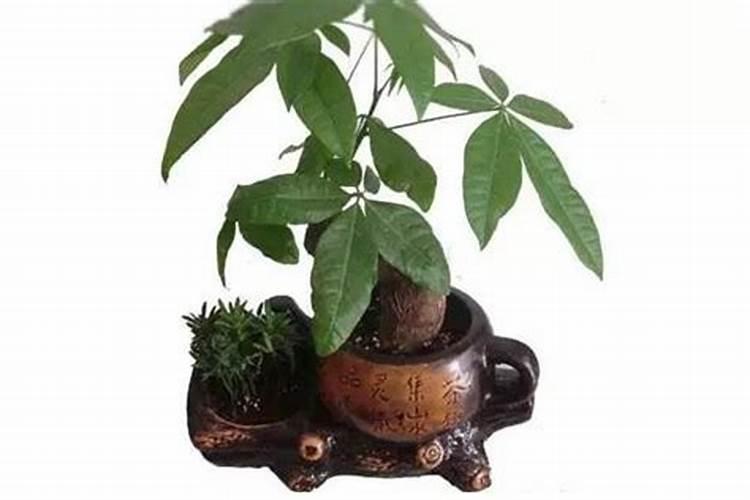 发财树怎么养护