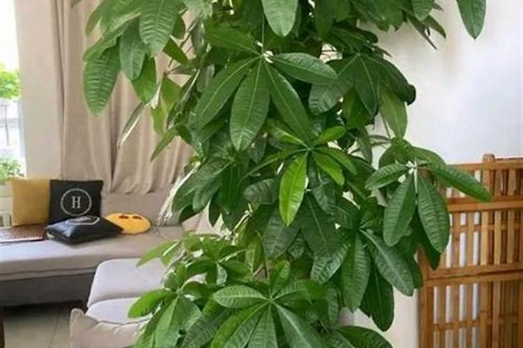 发财树什么季节施肥最好 施肥多少合适