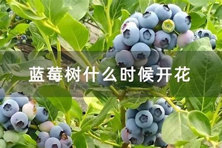请问蓝莓用什么肥料最好